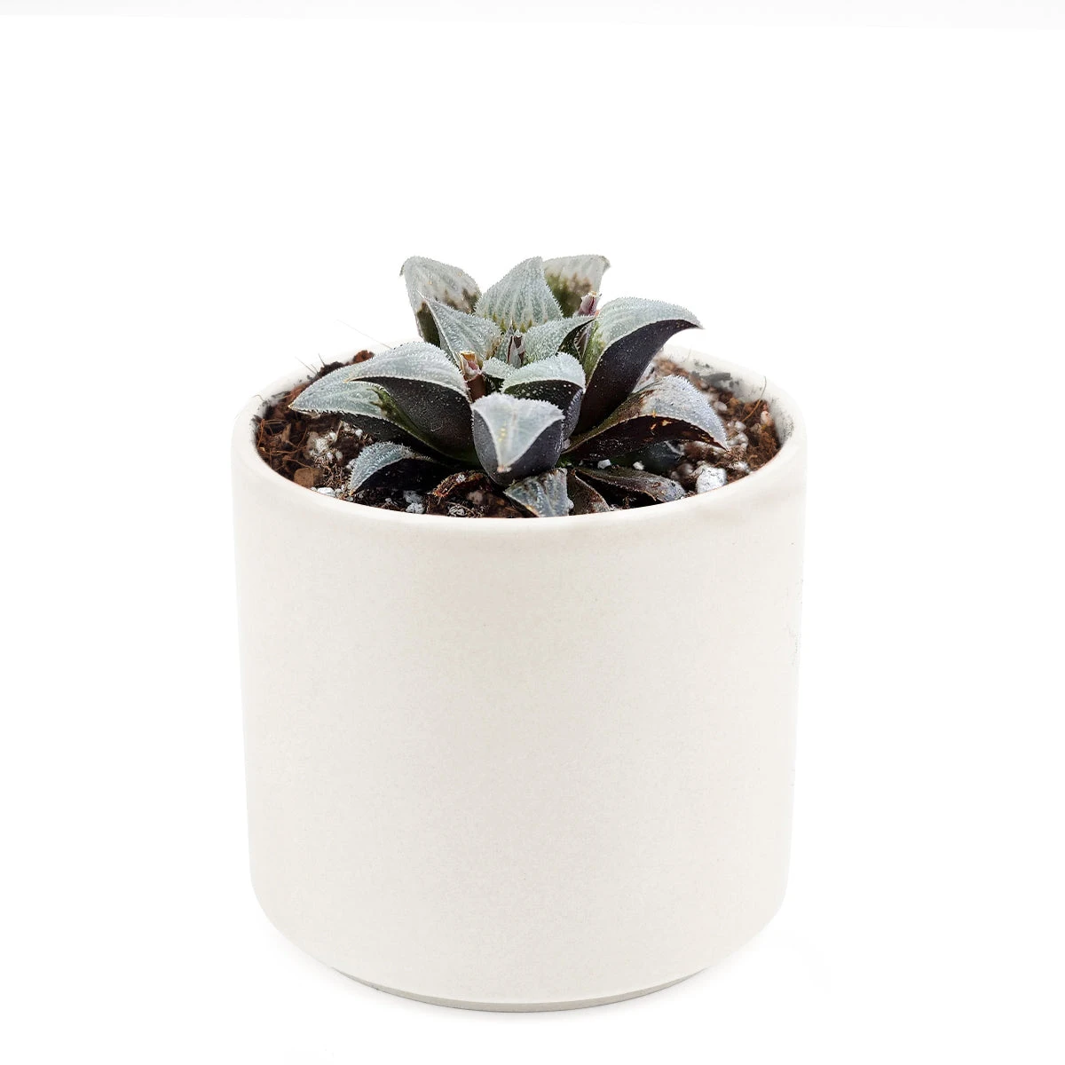 Haworthia Emelyae Var. Major - Image 10