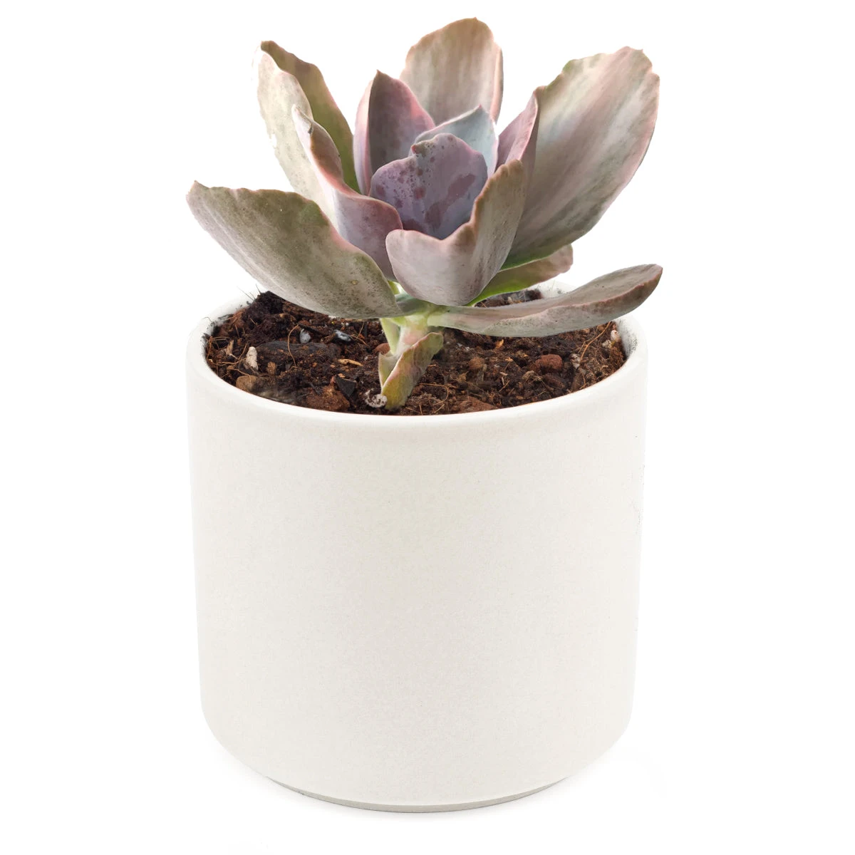 Echeveria Decora Variegated - Image 8