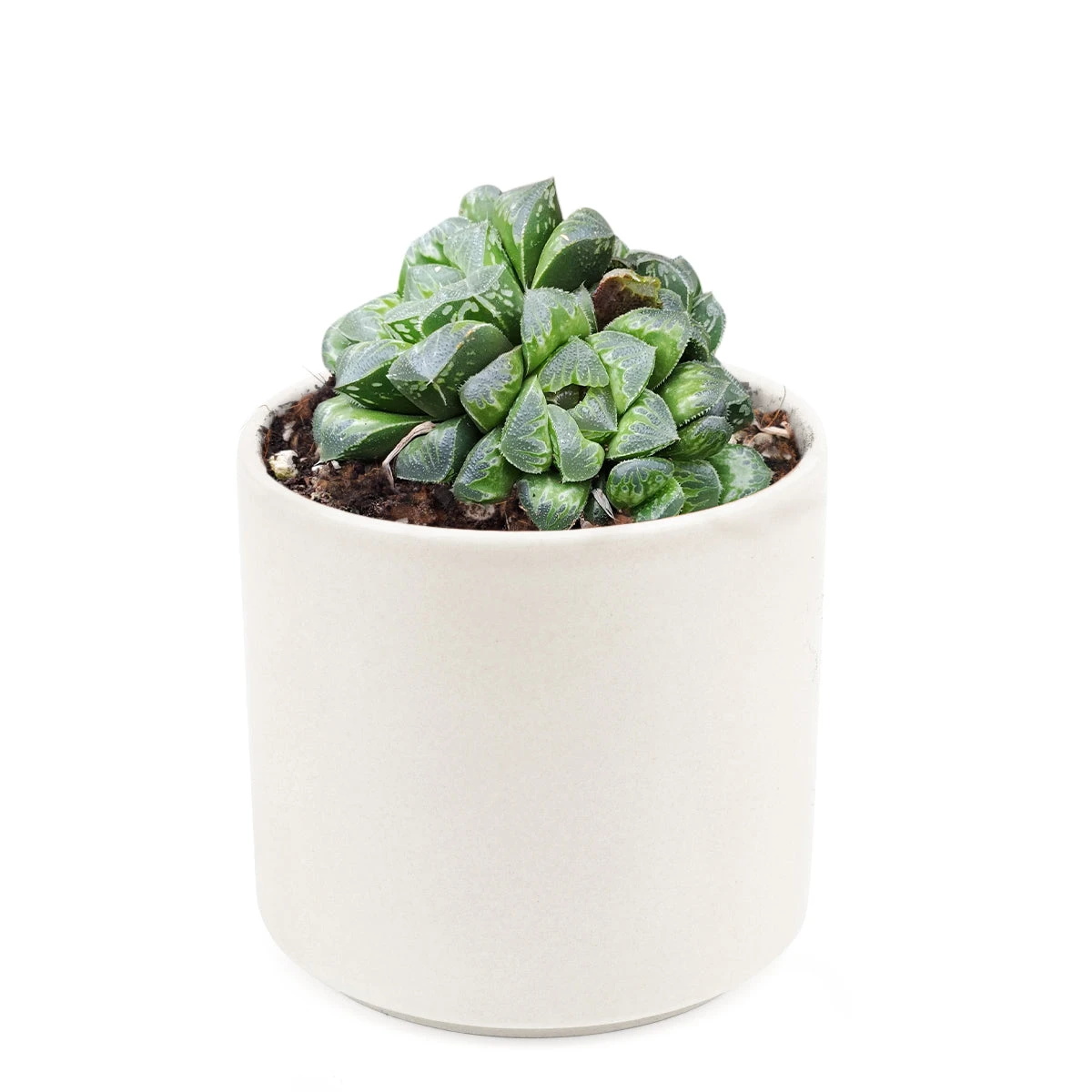 Haworthia Retusa - Image 7