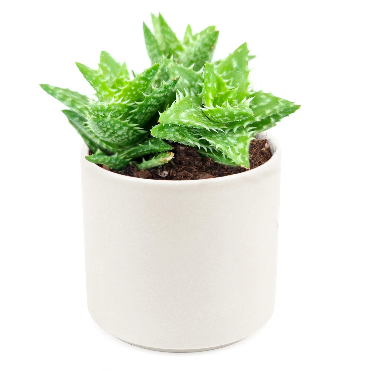 Tiger Tooth Aloe Juvenna - Image 13