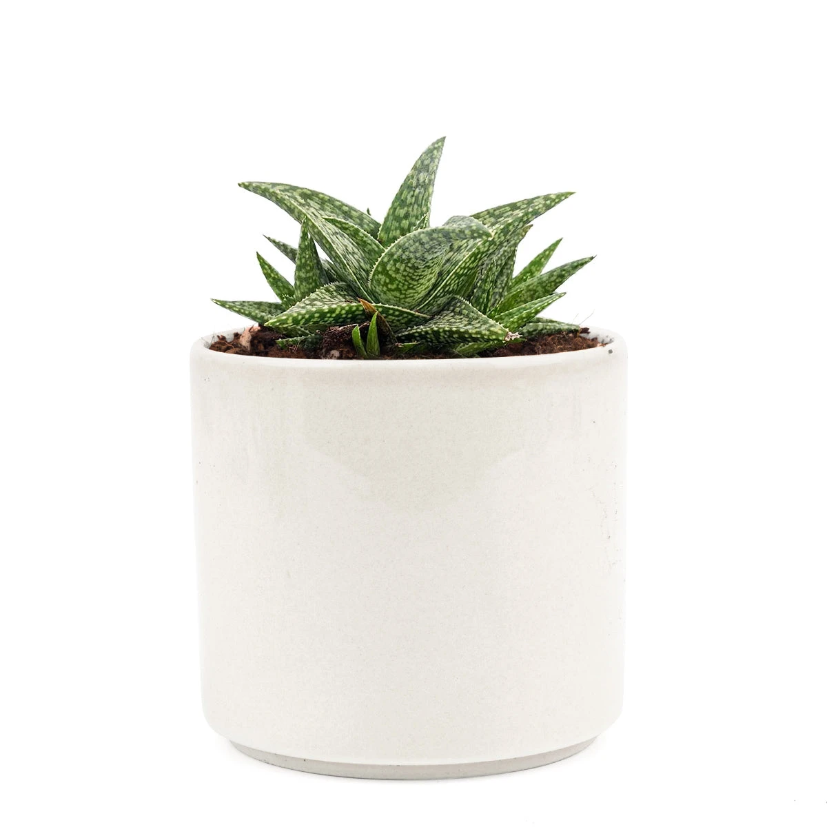 White Fox Aloe Plant - Image 8