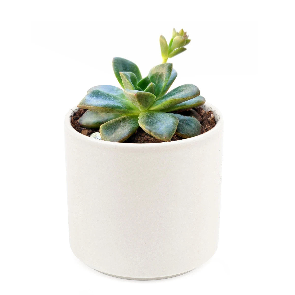 Echeveria Compressicaulis - Image 8