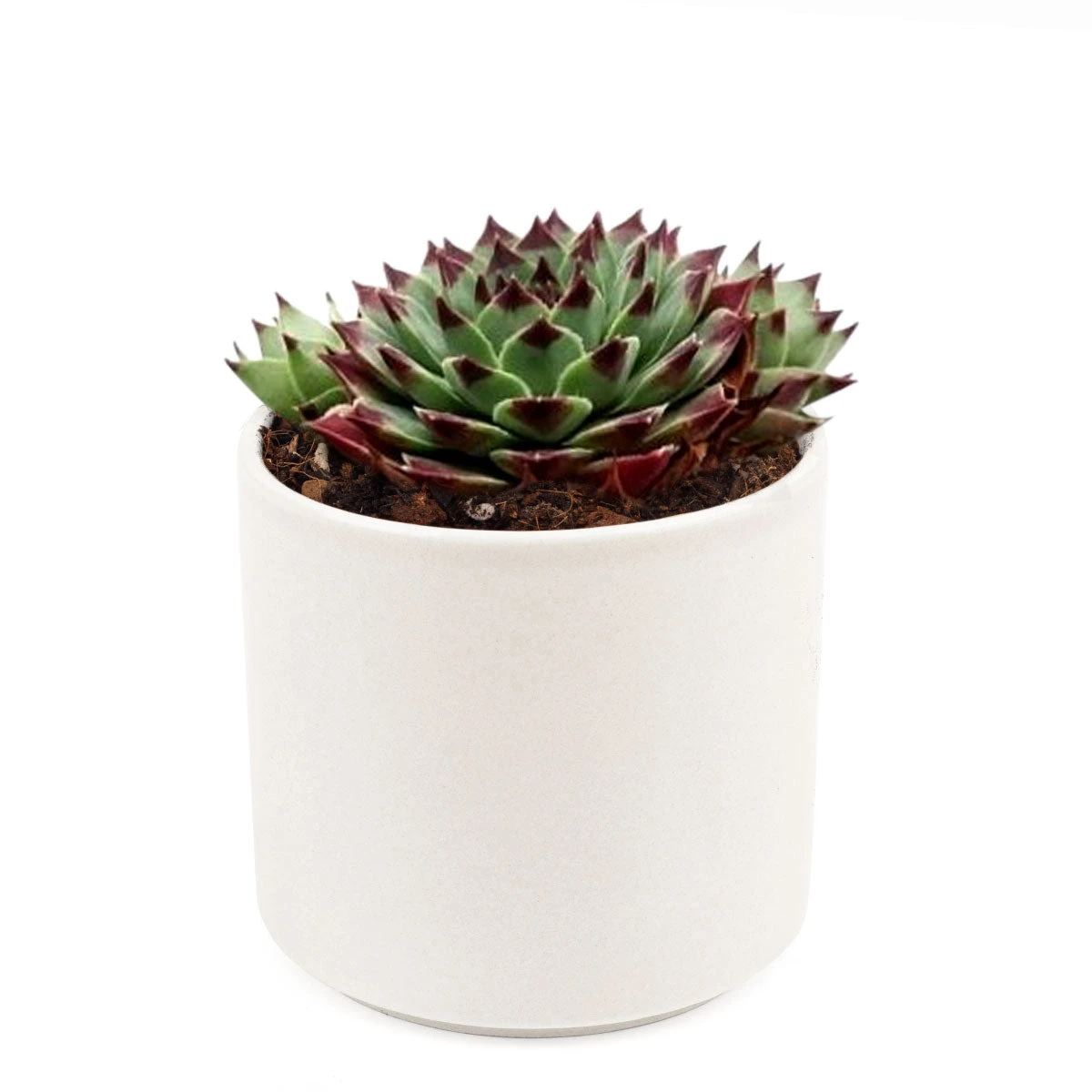 Sempervivum Calcareum - Image 12
