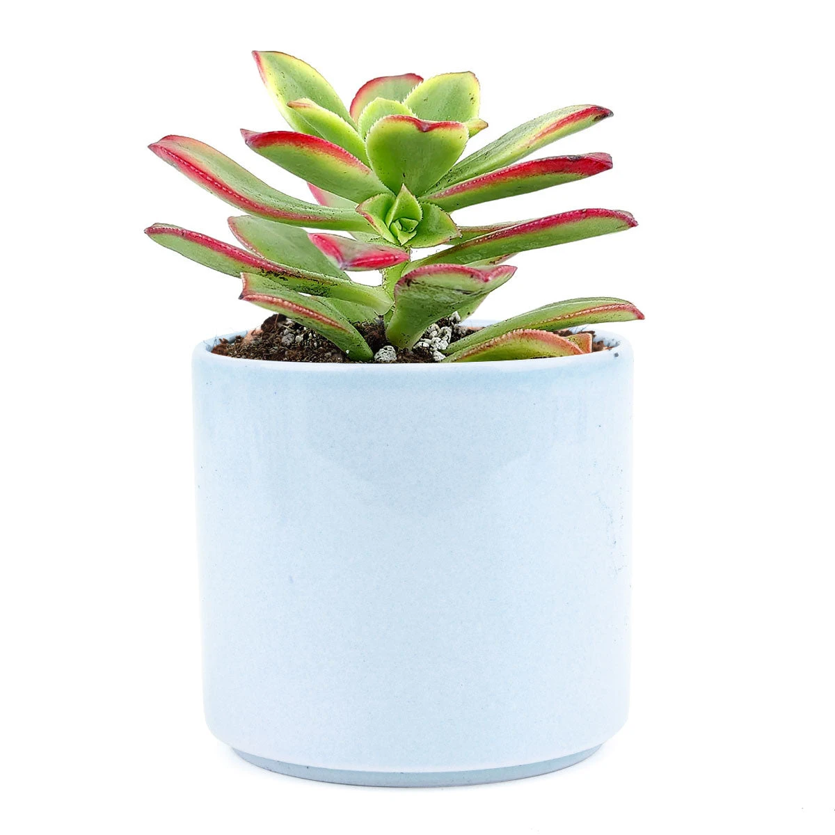 Aeonium Kiwi Haworthii - Image 12