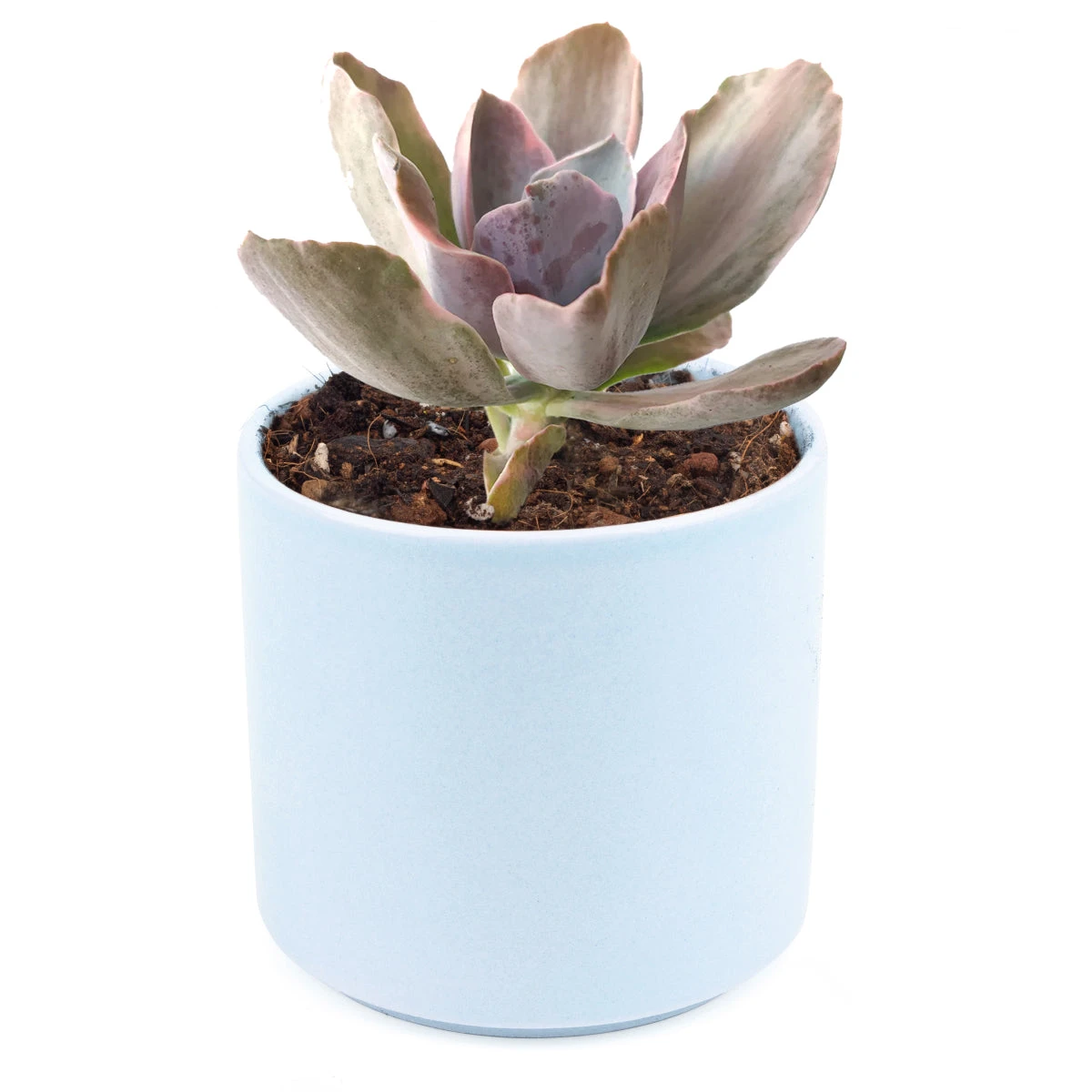 Echeveria Decora Variegated - Image 7