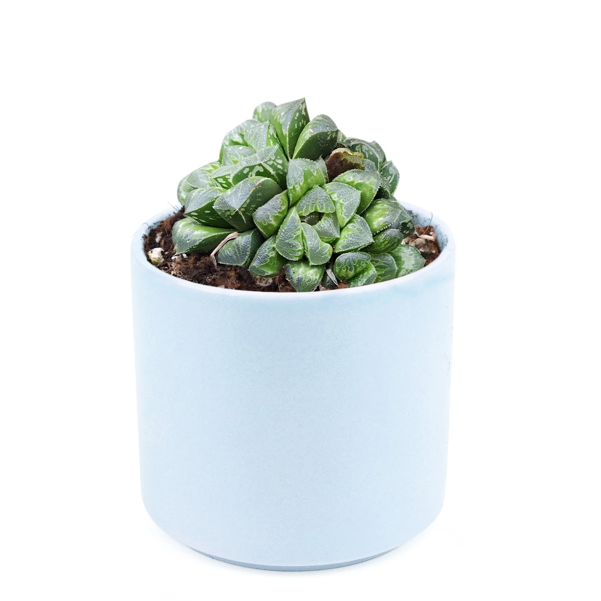 Haworthia Retusa - Image 6