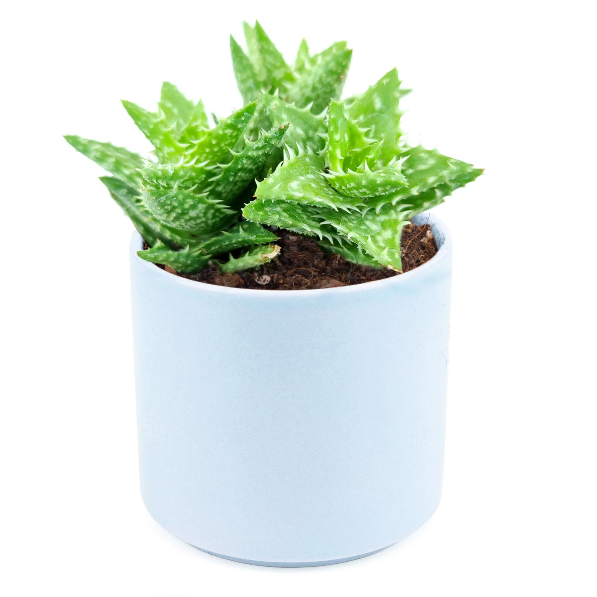 Tiger Tooth Aloe Juvenna - Image 15