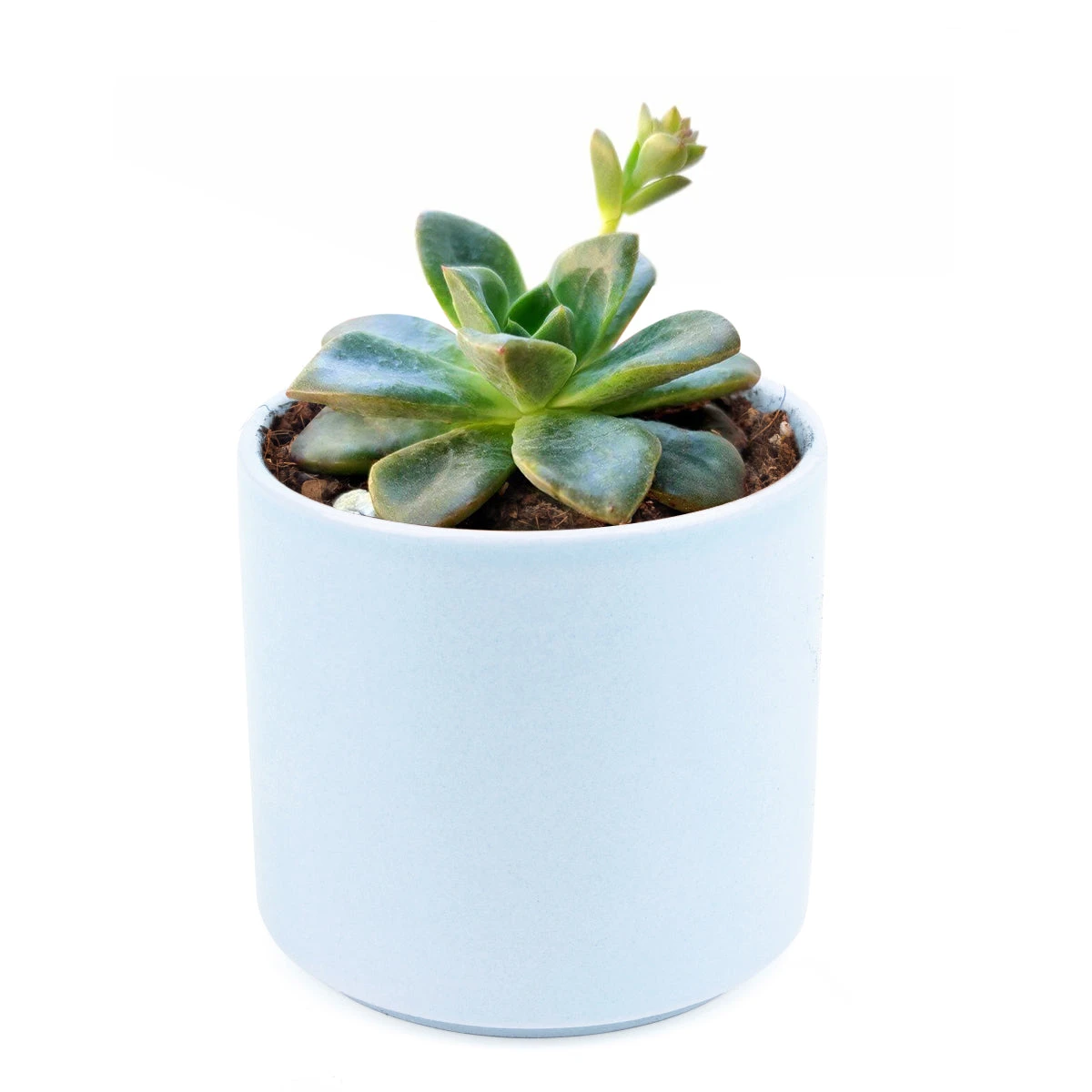 Echeveria Compressicaulis - Image 7