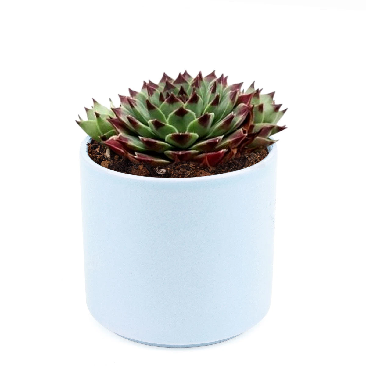 Sempervivum Calcareum - Image 11