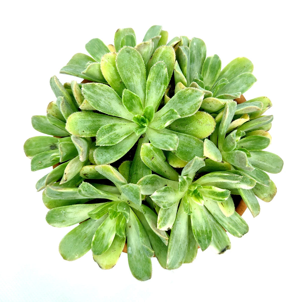 Aeonium Emerald Ice - Image 5