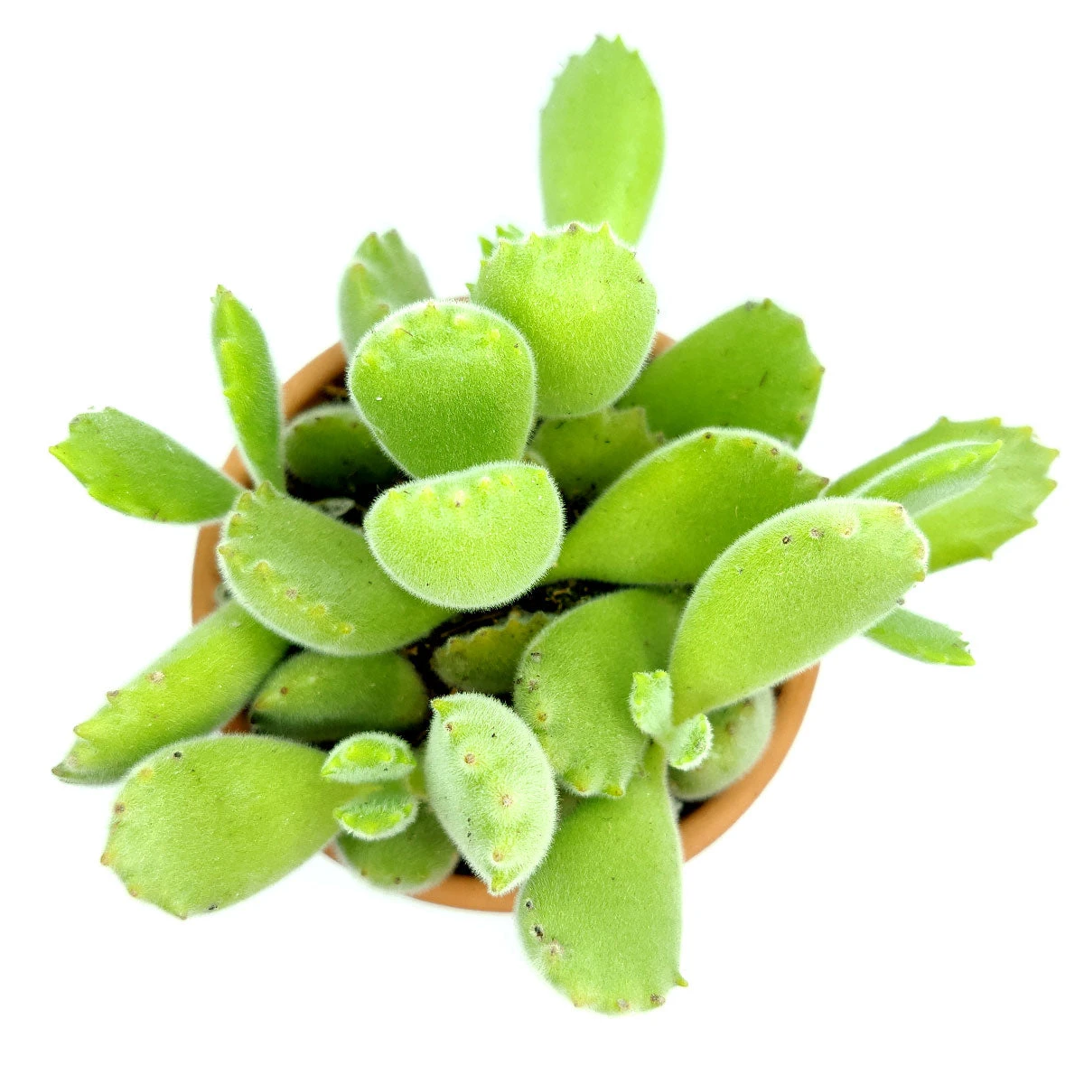 Cotyledon Tomentosa Bear Paw - Image 4