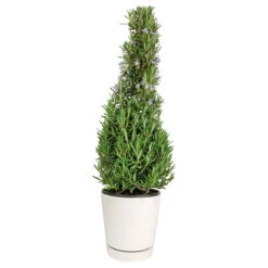Rosemary Holiday Tree