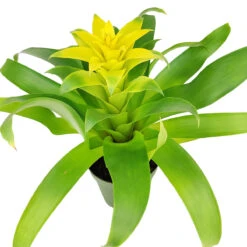 Guzmania Hybrid Yellow