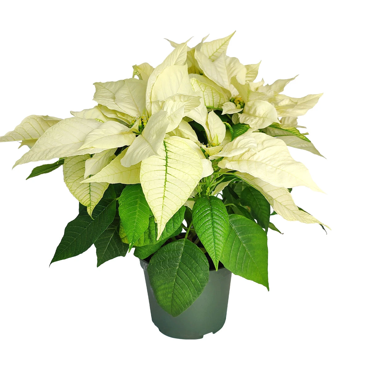 White Poinsettia (Christmas Plant) - Image 2