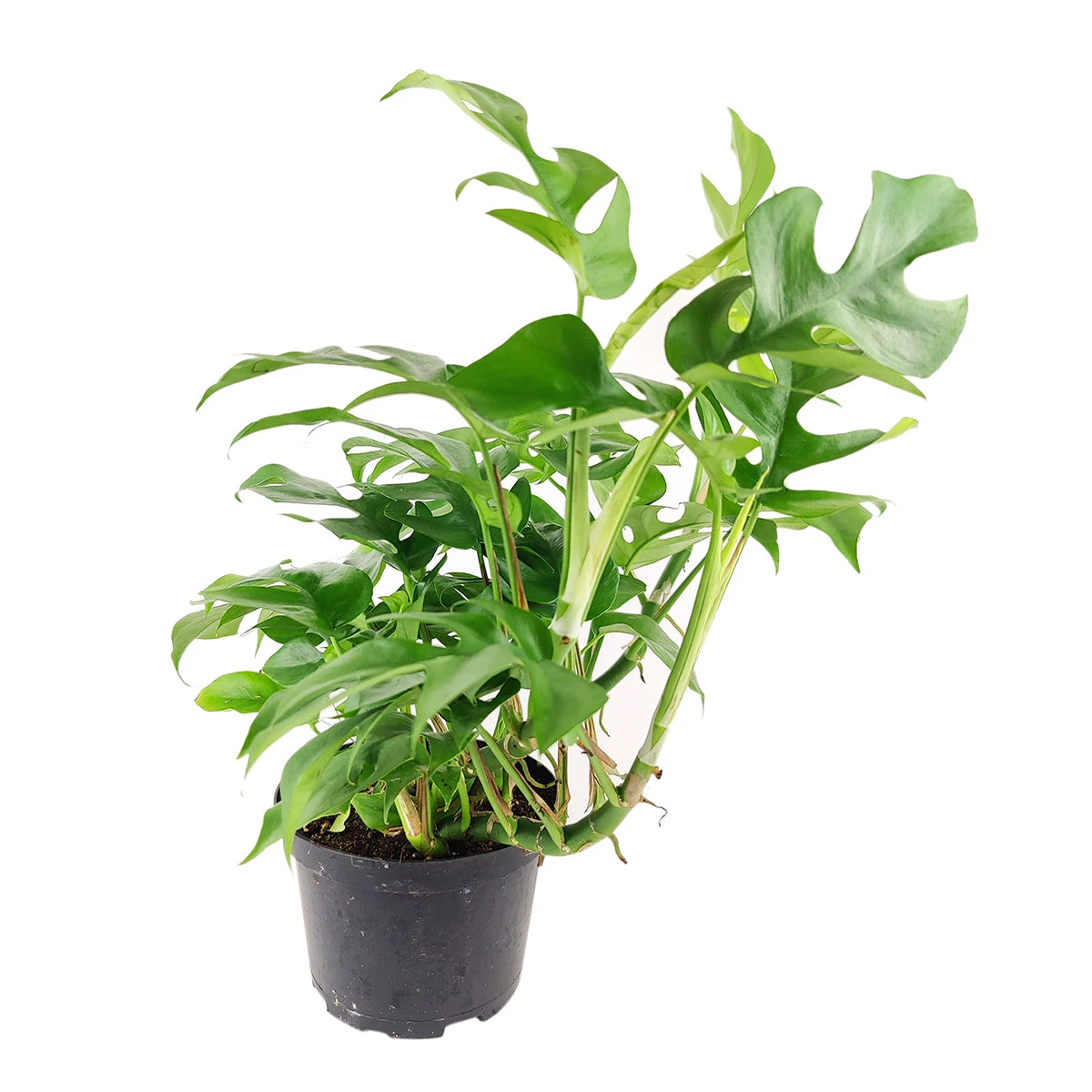 Rhaphidophora Tetrasperma (Monstera Minima) - Image 3