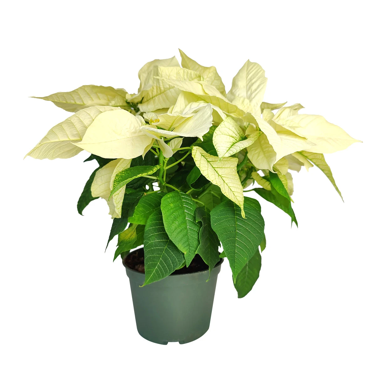 White Poinsettia (Christmas Plant) - Image 3