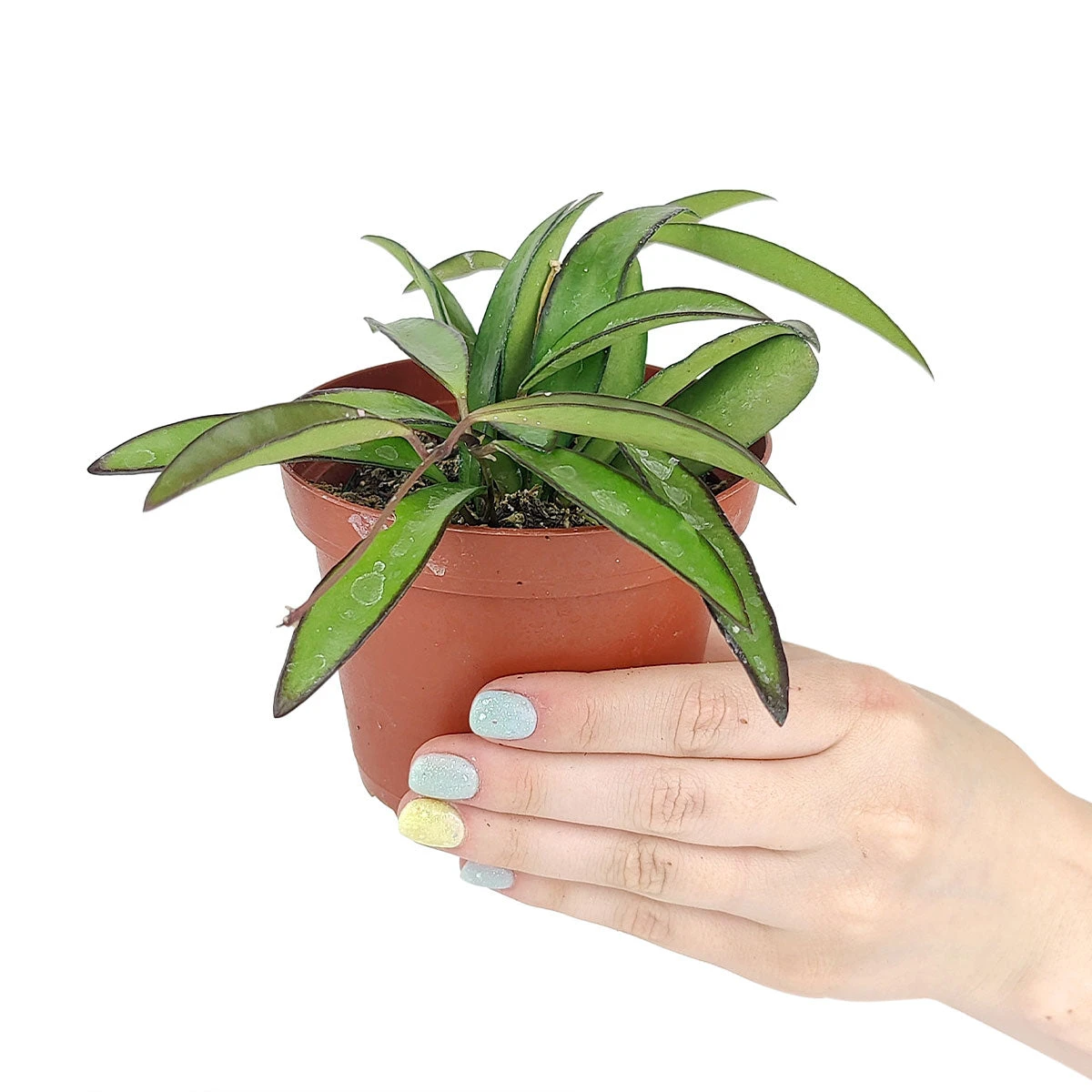 Hoya Wayetti - Image 2