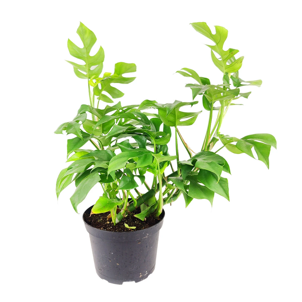 Rhaphidophora Tetrasperma (Monstera Minima) - Image 2