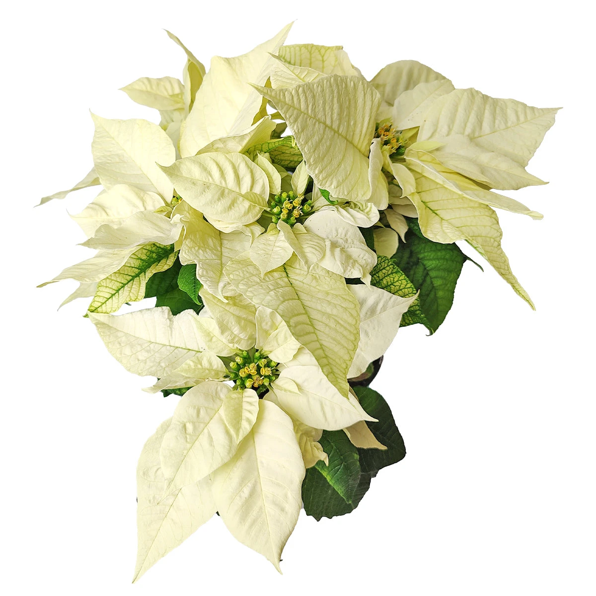 White Poinsettia (Christmas Plant) - Image 4