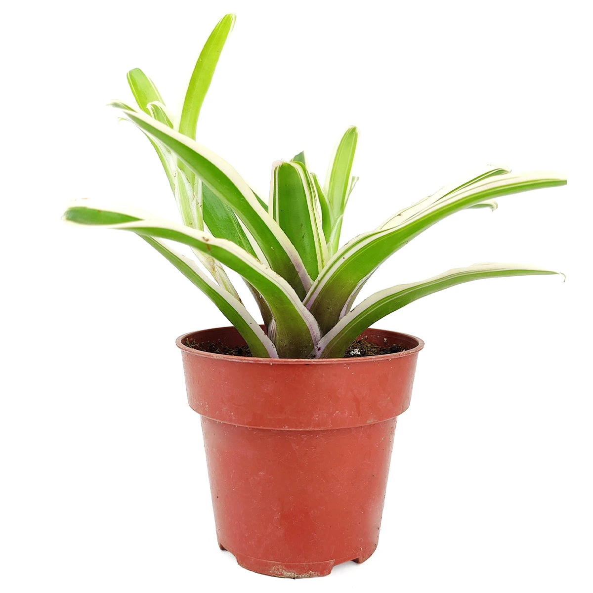 Neoregelia Donger - Image 4