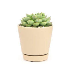 4 Inch Oatmeal Minimalist Pot With Saucer