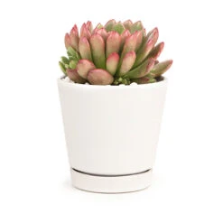 4 Inch White Minimalist Pot With Saucer