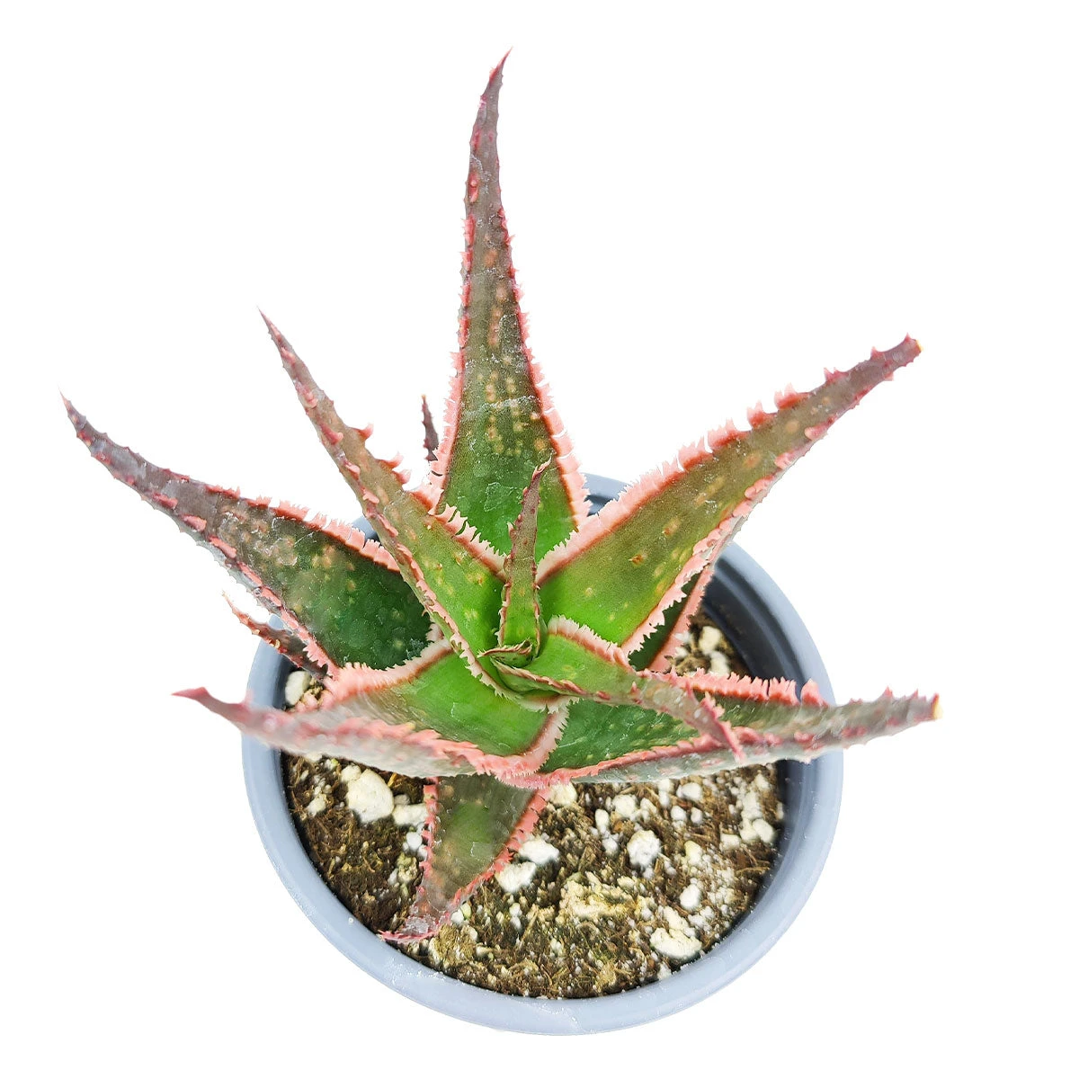 Aloe Coral Fire - Image 3