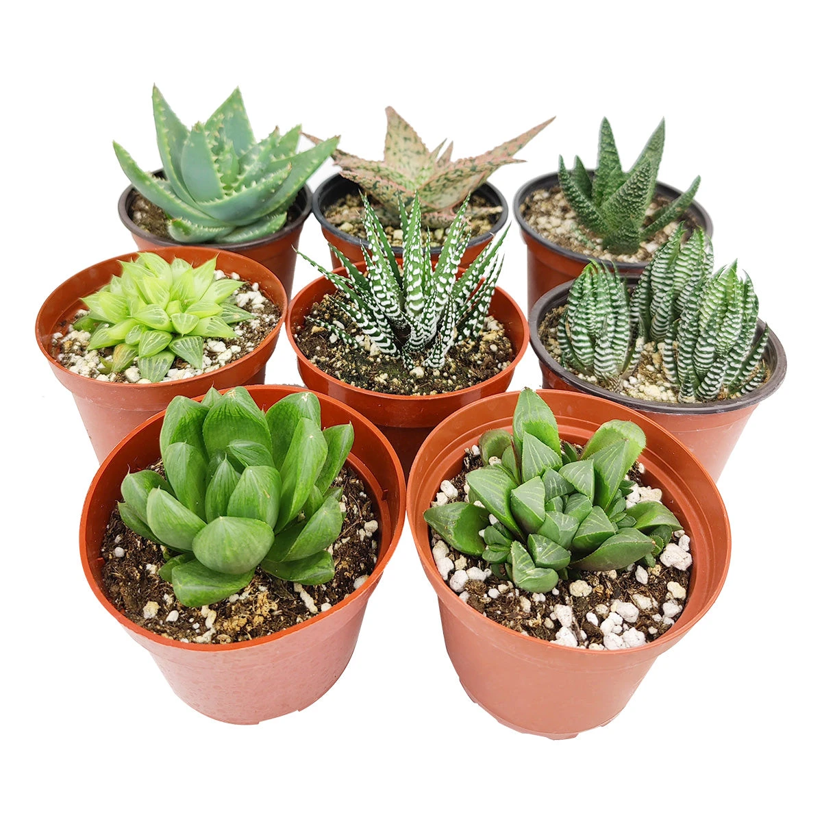 Haworthia/ Aloe/ Agave/ Gasteria Succulent 4" Pack - Image 5