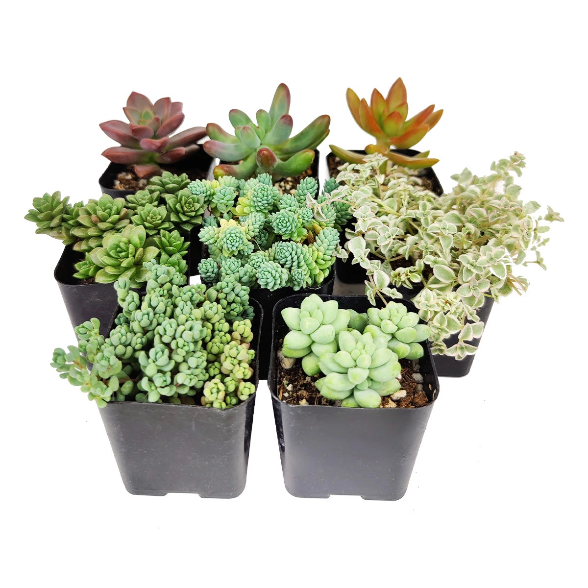 Sedum Succulent Pack - Image 3