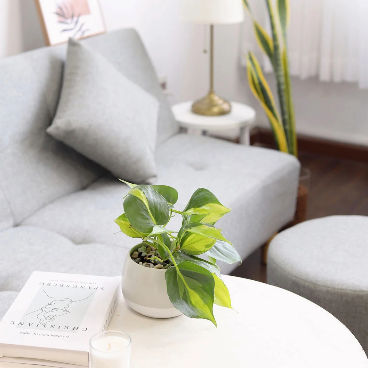 Philodendron Cordatum Brasil - Image 5