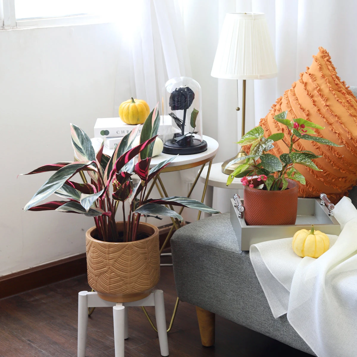 Stromanthe Sanguinea Triostar - Image 6