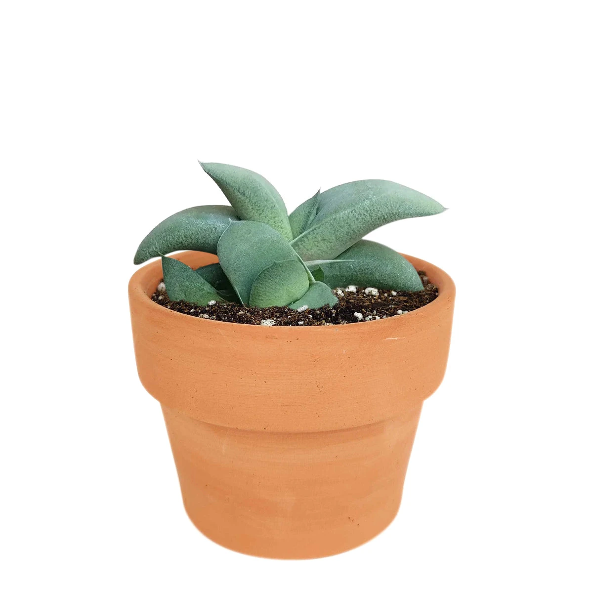 Gasteria Ox Tongue Succulent - Image 15