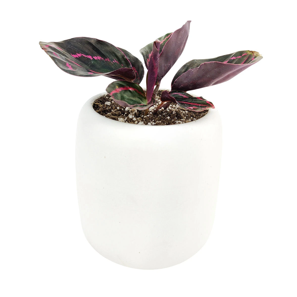 Calathea Dottie - Image 11