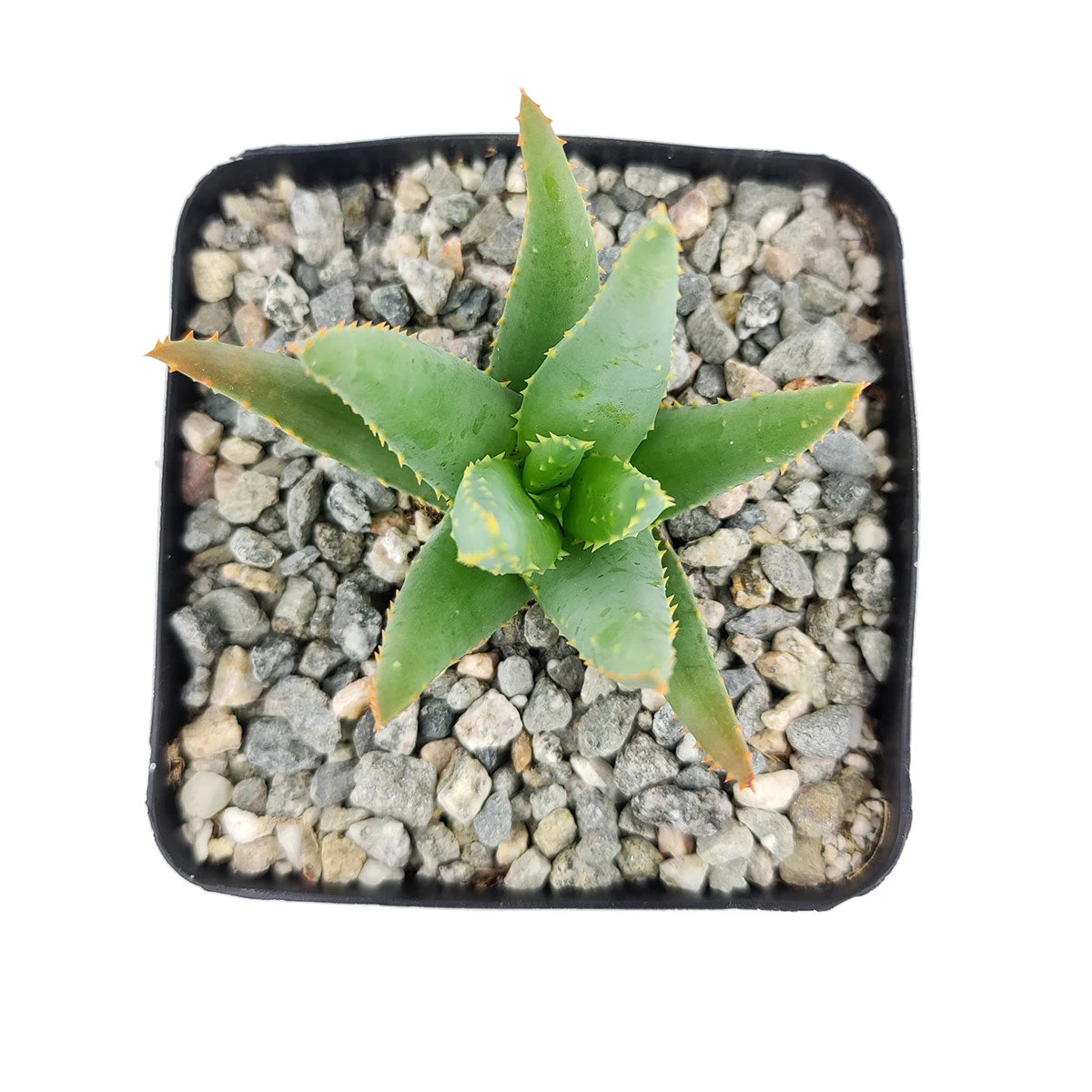 Aloe Dichotoma - Image 3