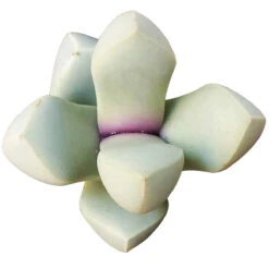 Karoo Rose Lapidaria Margaretae