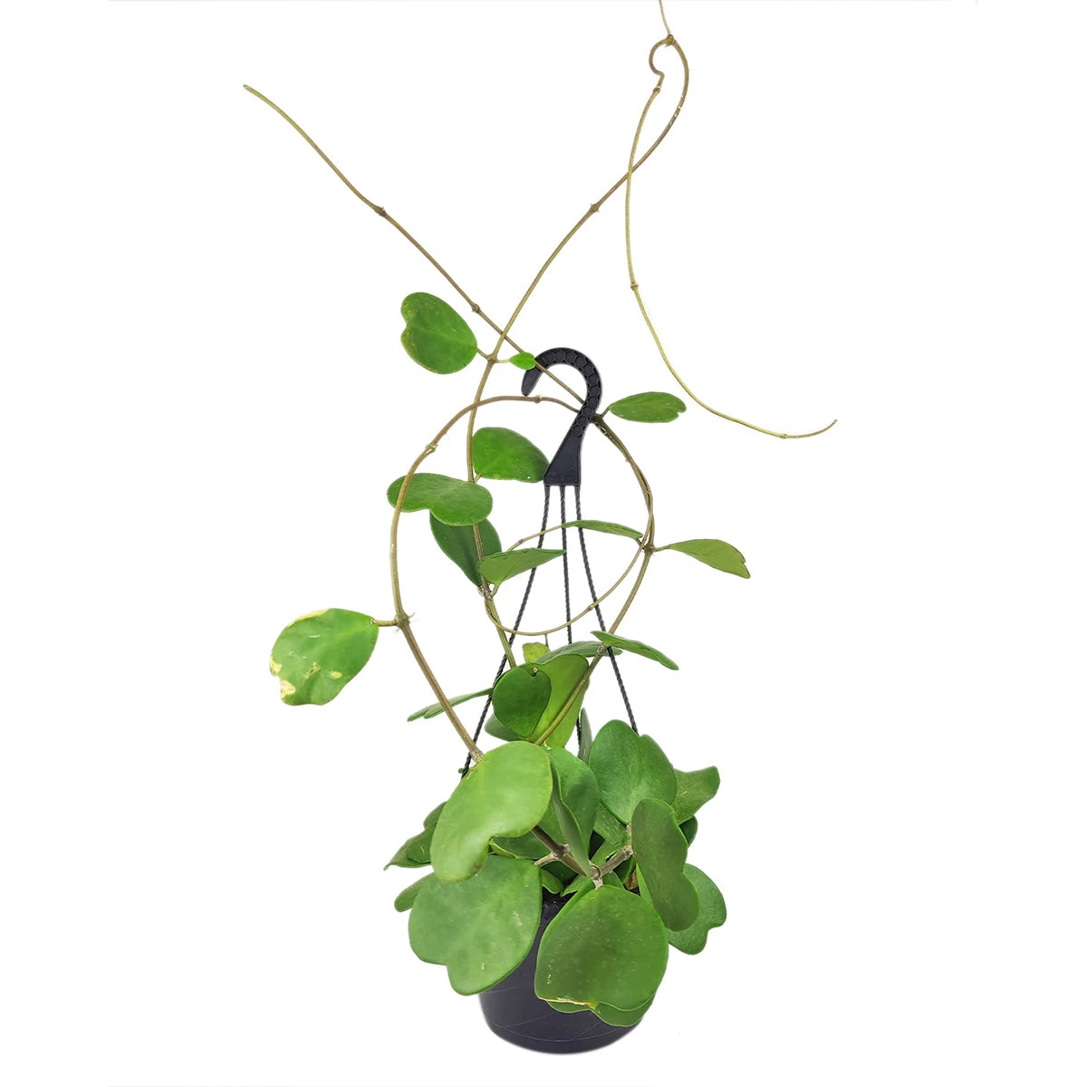 RARE Trailing Hoya Kerrii Heart Large Size - Image 4