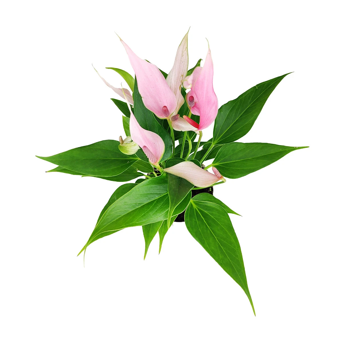 Anthurium Lilli Pink - Image 4