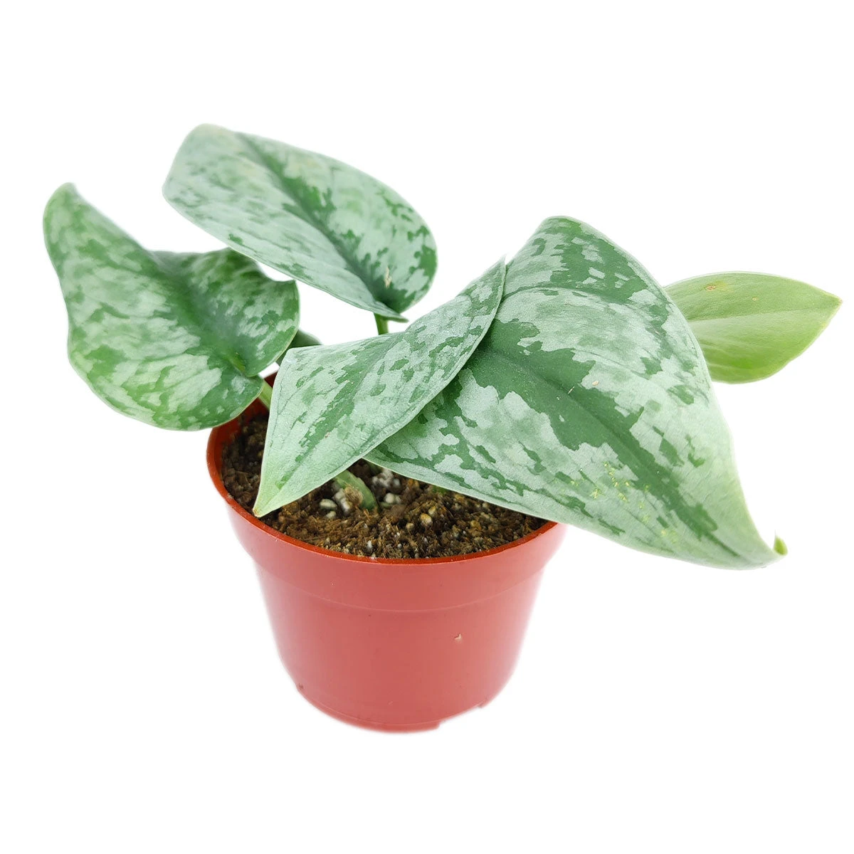 Silver Splash Pothos - Image 2