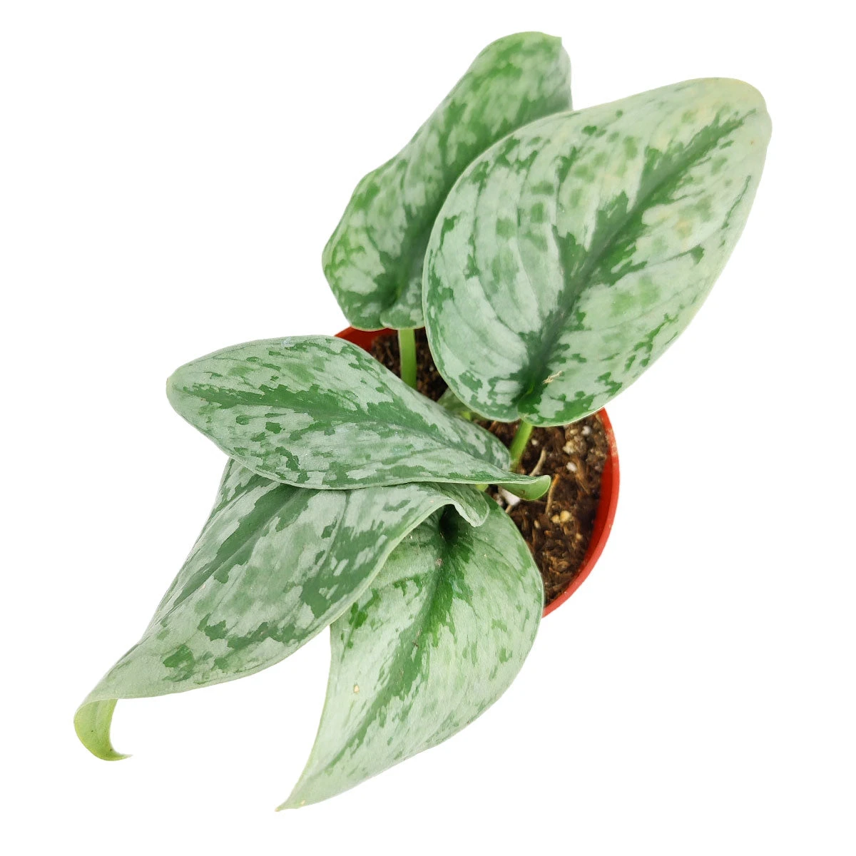 Silver Splash Pothos - Image 3