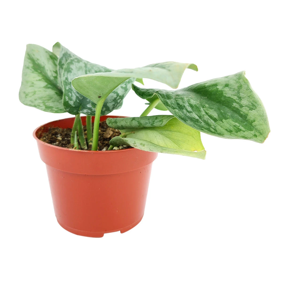 Silver Splash Pothos - Image 4