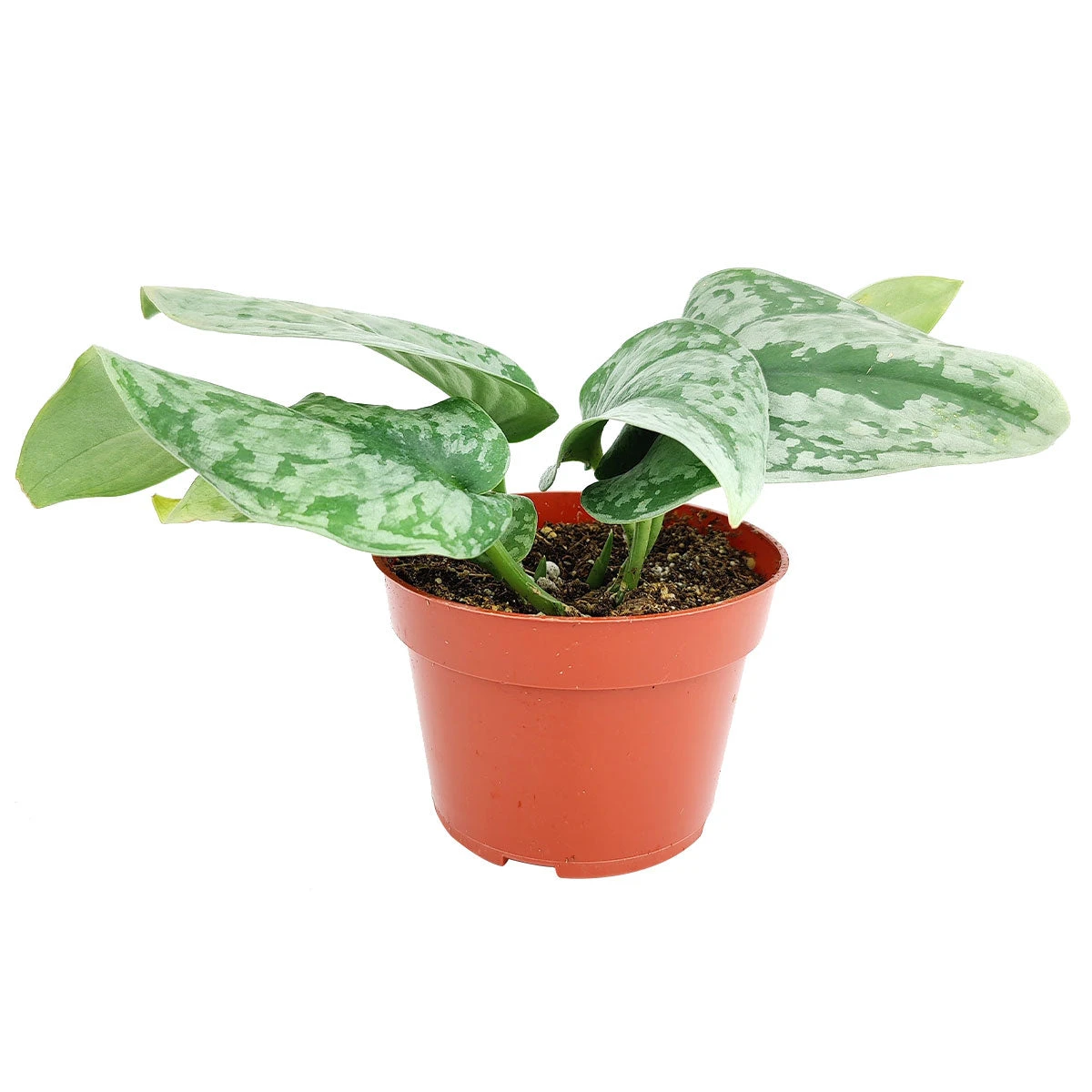 Silver Splash Pothos - Image 5
