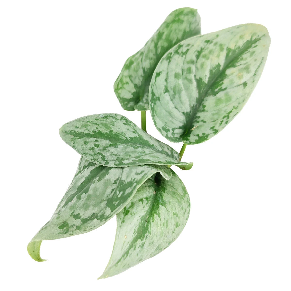 Silver Splash Pothos - Image 6