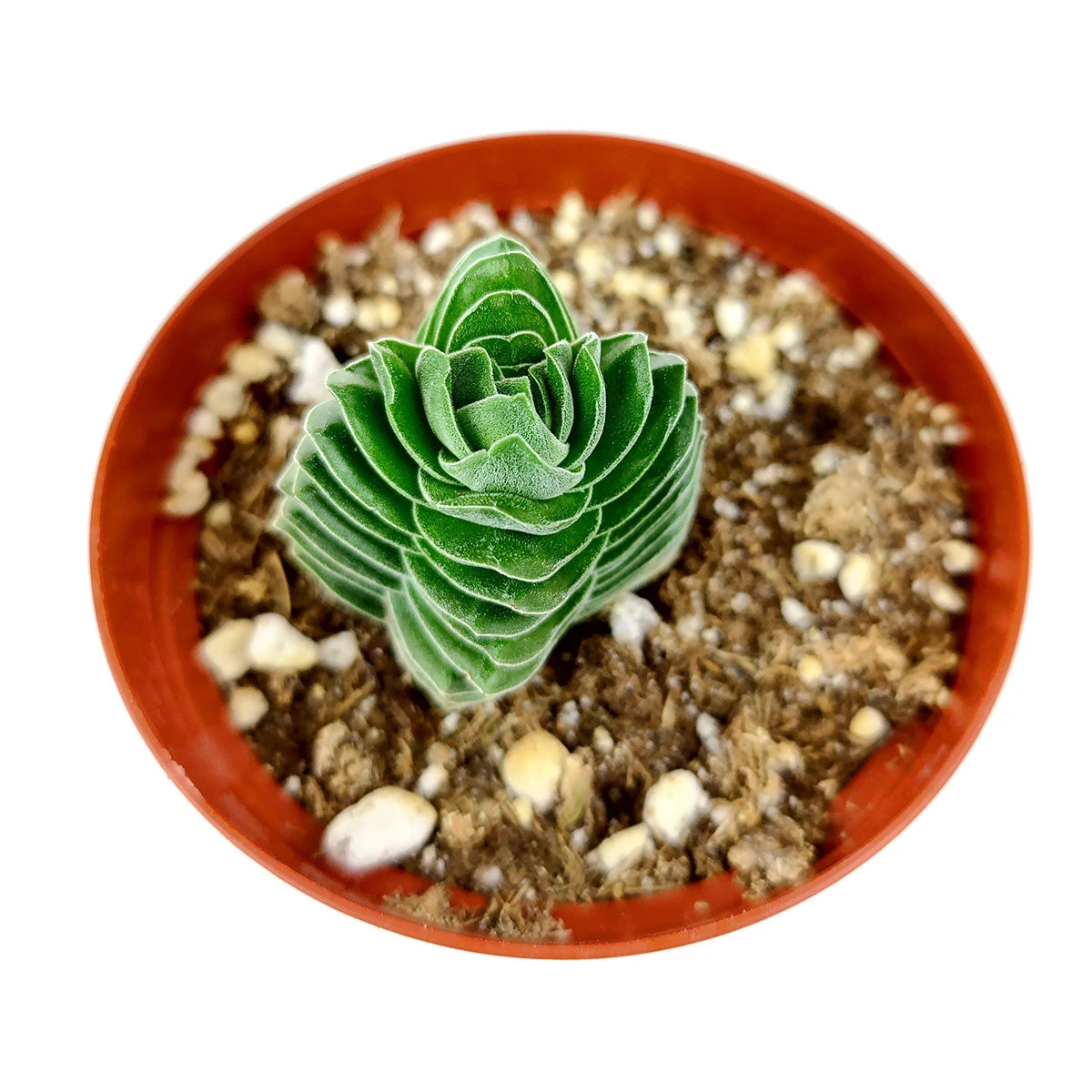 Crassula Pyramidalis 'Buddha's Temple' - Image 4