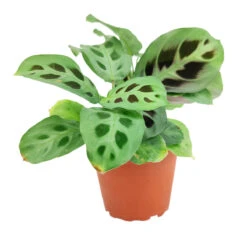 Maranta Green Prayer Plant