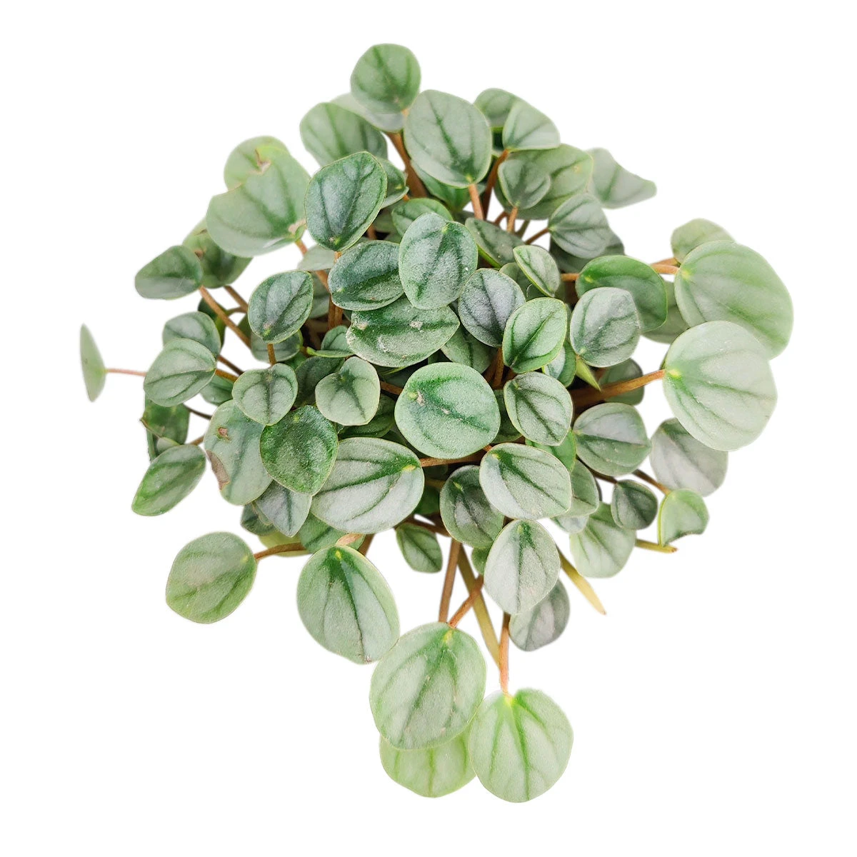 Peperomia Little Toscani - Image 5