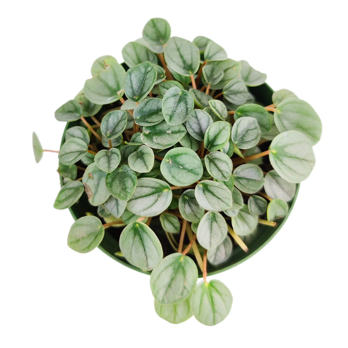 Peperomia Little Toscani - Image 3
