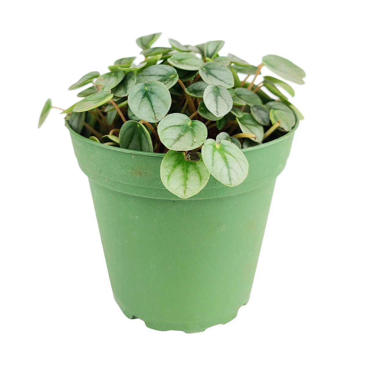 Peperomia Little Toscani - Image 4