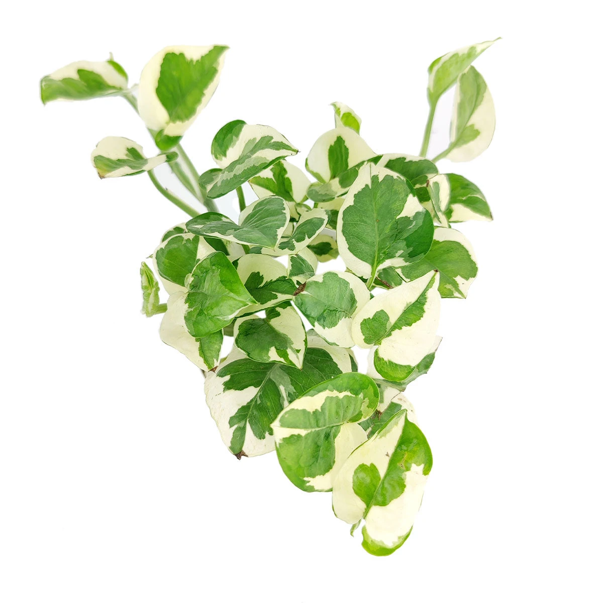 Pothos N'joy - Image 7