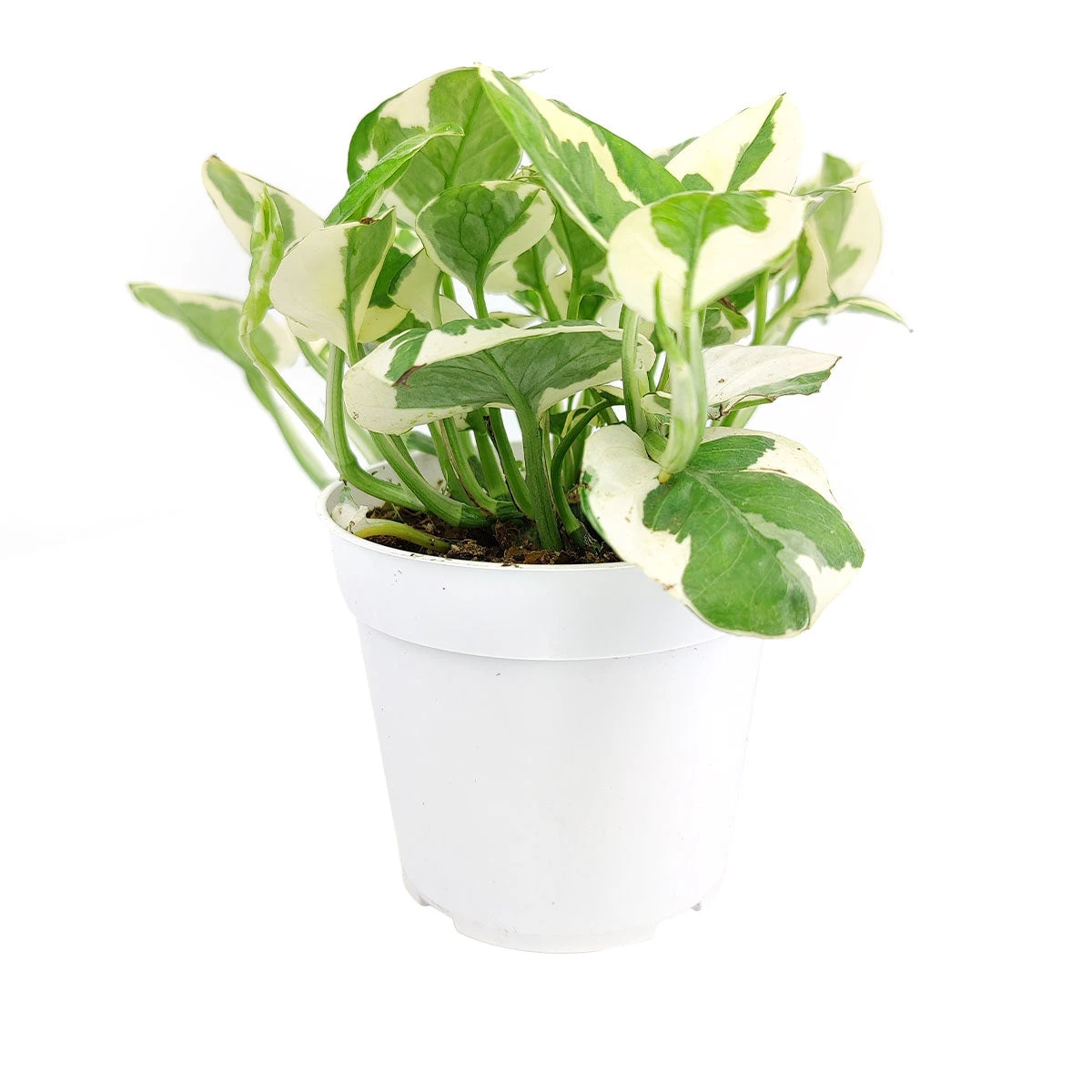 Pothos N'joy - Image 3