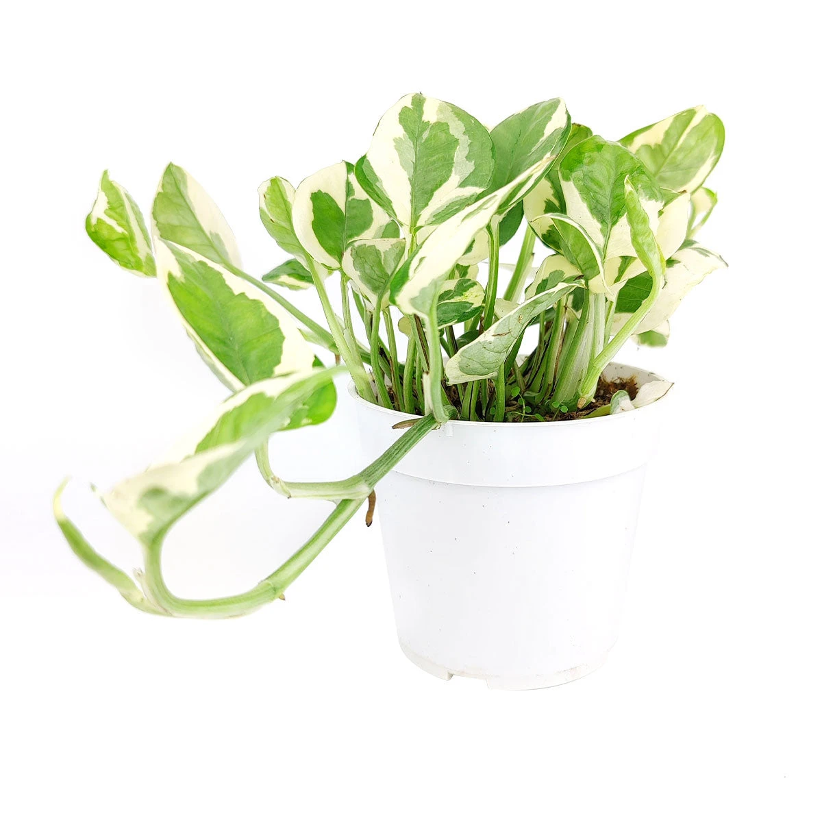 Pothos N'joy - Image 2